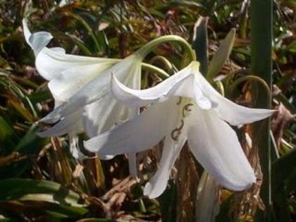 Crinum x powellii alb