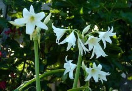 Crinum x Powellii alb - Crinum X Powellii bulbi