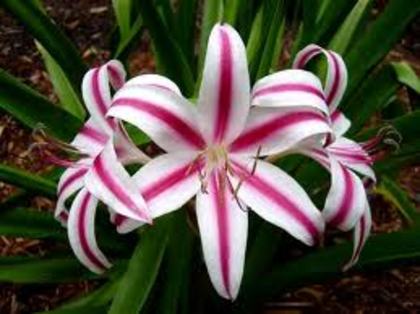 Crinum Cintho - Crinum Cintho bulbi