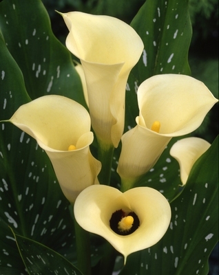 Zantedeschia Black Eyed Beauty - Cale Zantedeschia