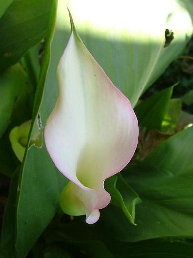 Zantedeschia crystal blush