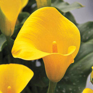 Zantedeschia florex gold