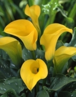 Zantedeschia florex gold