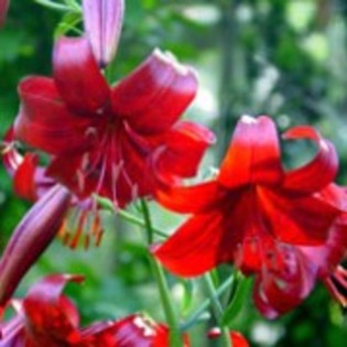 Lilium Red Velvet - Lilium Asiatic bulbi
