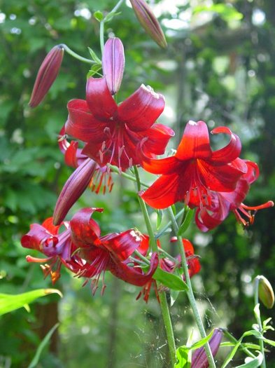 Lilium red velvet