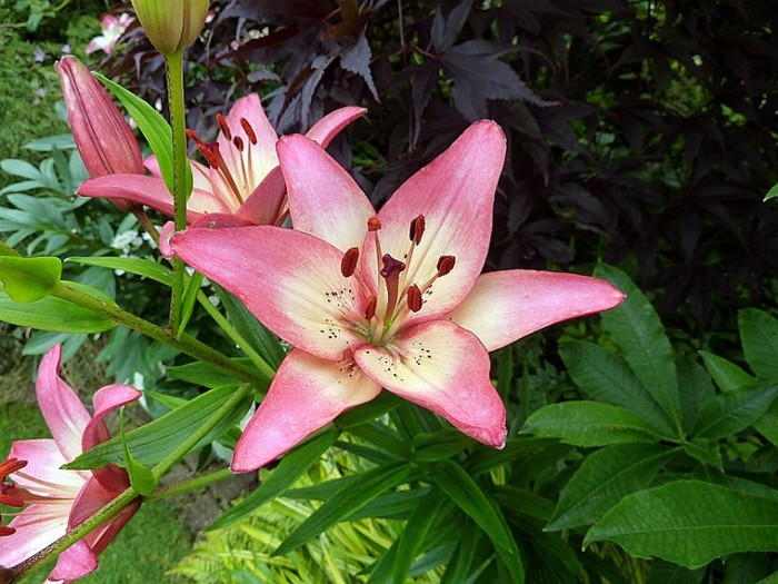 Lilium Rosellas Dream - Lilium Asiatic bulbi