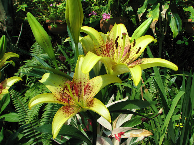 INDISPONIBIL Lilium Golden Stone