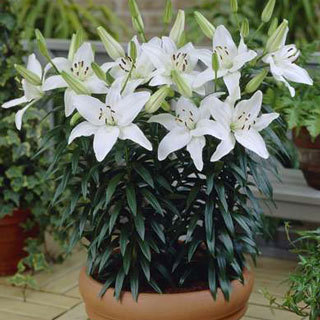 Lilium Inuvik - Lilium Asiatic bulbi