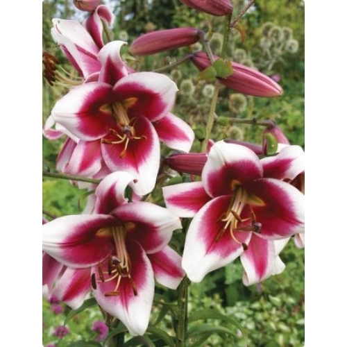 INDISPONIBIL Lilium Friso