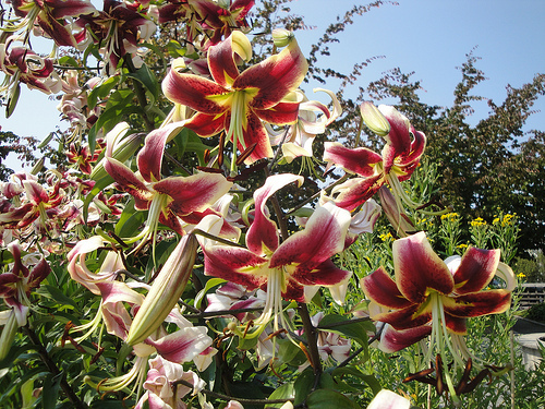 Lilium Scheherazade - Lilium OT bulbi