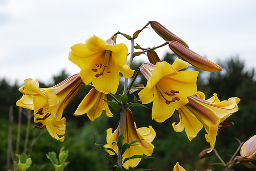 NDISPONIBIL Lilium Golden Splendour