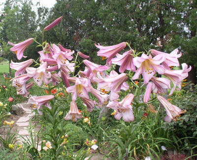 Lilium Pink Perfection