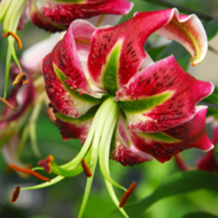 Lilium Black Beauty - Lilium Specii bulbi