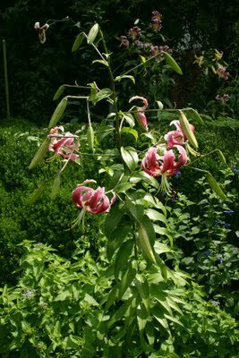 Lilium Black Beauty 2 - Lilium Specii bulbi