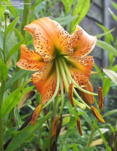 Lilium Henryi - Lilium Specii bulbi