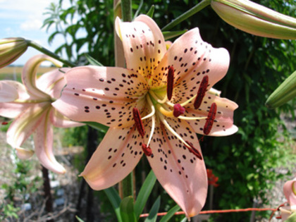 Lilium Pink Tiger