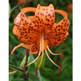 Lilium Lancifolium - Lilium Specii bulbi