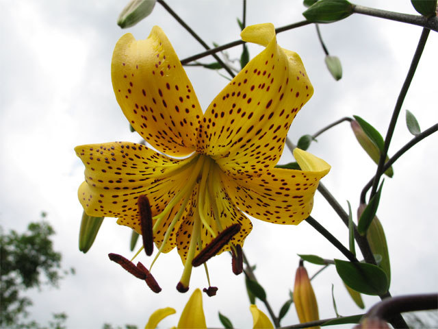 Lilium Leichtlinii - Lilium Specii bulbi