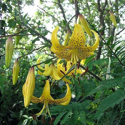 Lilium Leichtlinii - Lilium Specii bulbi