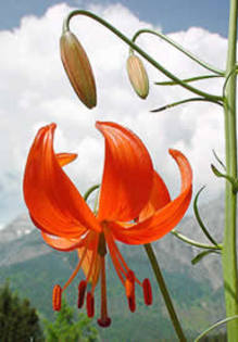 Lilium pumilum