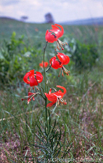 Lilium pumilum - Lilium Specii bulbi