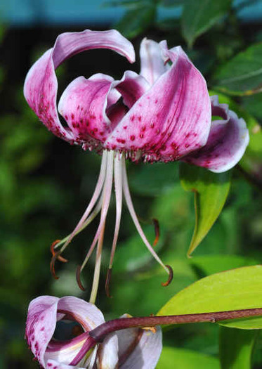 INDISPONIBIL Lil. speciosum Uchida - Lilium Specii bulbi