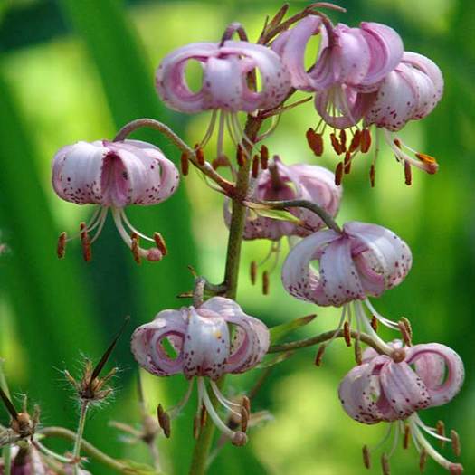 INDISPONIBIL Lil. speciosum Uchida - Lilium Specii bulbi