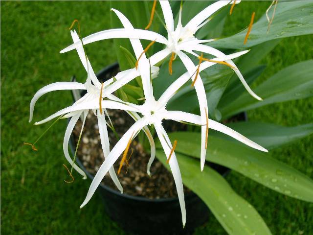 Hymenocallis harrisiana - Hymenocallis rari bulbi