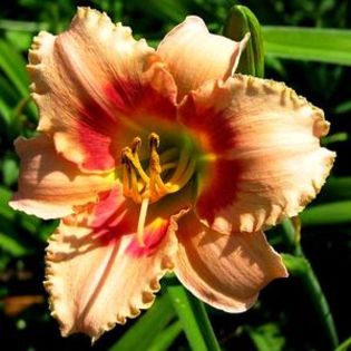 INDISPONIBIL Hemerocallis Sweet Sugar Candy - Hemerocallis bulbi tuberculi radacini