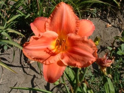 Hemerocallis South Seas