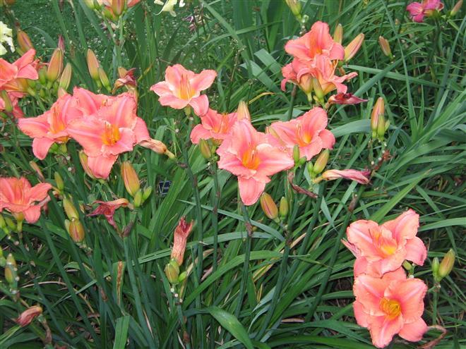 Hemerocallis South Seas 2 - Hemerocallis bulbi tuberculi radacini