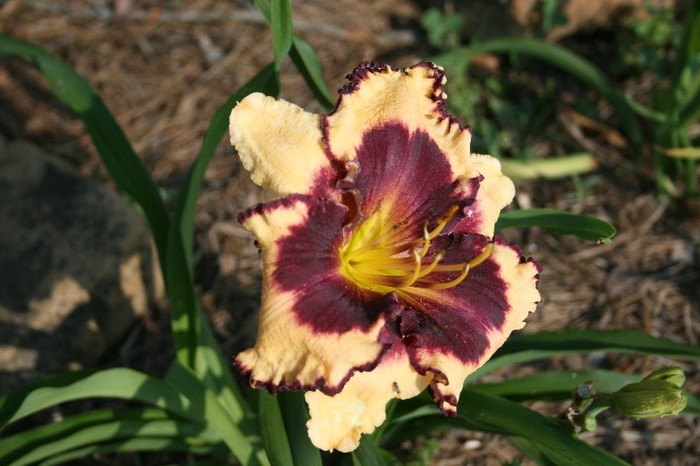 Hemerocallis Sabine Baur 2 - Hemerocallis bulbi tuberculi radacini