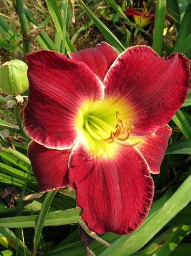 Hemerocallis Scarlet Orbit