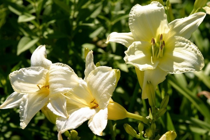 Hemerocallis Ice Carnival - Hemerocallis bulbi tuberculi radacini