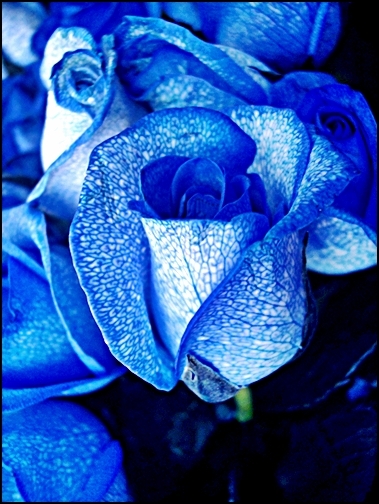 blue_rose-artificially_coloured