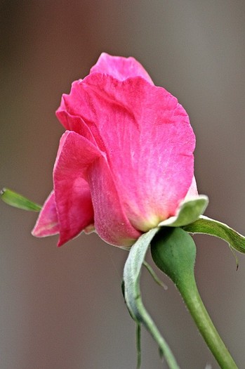 canon-55-250-diferite-4903