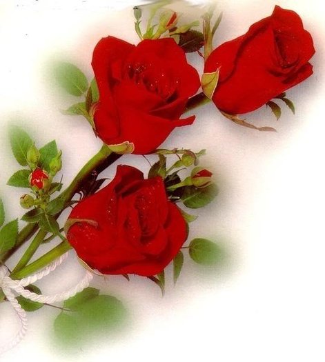 trandafiri cu dragoste