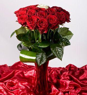 trandafiri-rosii-54-flori