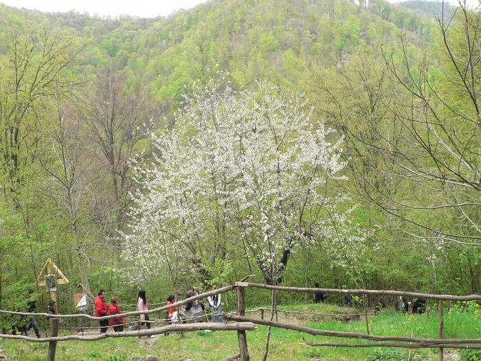 P1150741 - 2011 mai Manastirea Cetatuia - Izvorul Tamaduirii