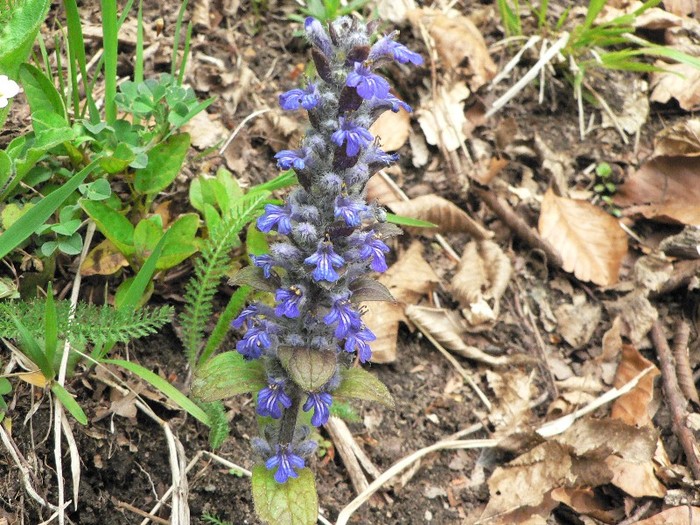 P1150794 - 2011 mai Manastirea Cetatuia - Izvorul Tamaduirii