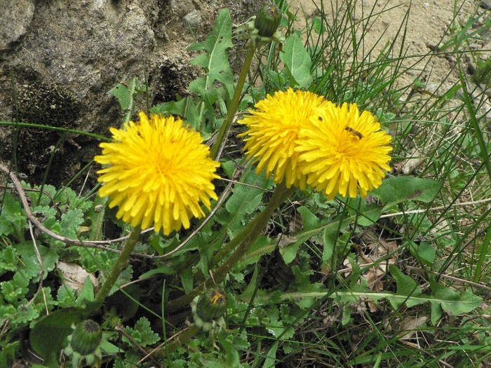 P1150824 - 2011 mai Manastirea Cetatuia - Izvorul Tamaduirii