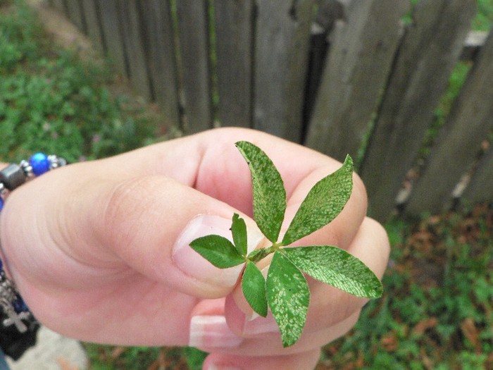 P1110806 - 2010 prin tara