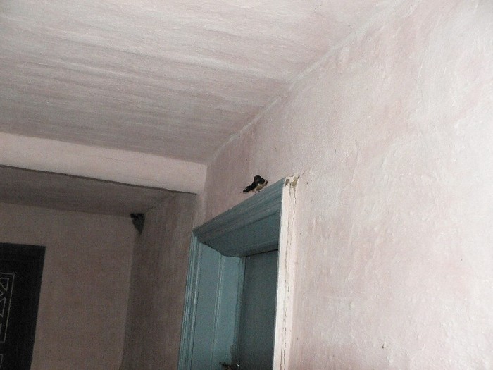 P1110861 - 2010 prin tara