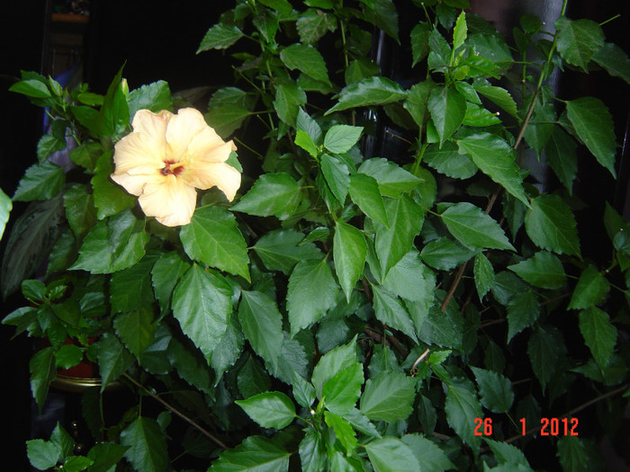 poze 742