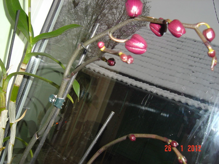 poze 753 - 2012 ORHIDEEA