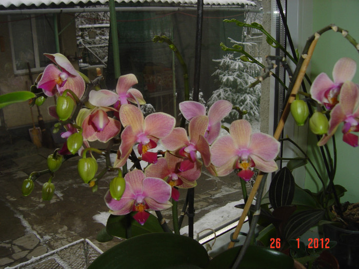 poze 749 - 2012 ORHIDEEA