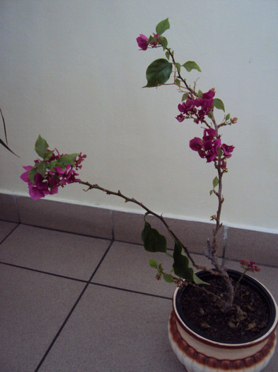 bouga cyclam - Bougainvillea