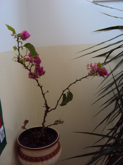 DSC04248 - Bougainvillea