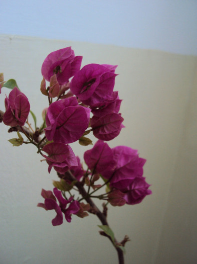 DSC04249 - Bougainvillea