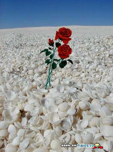 poze_haioase_funny_photos_05522790012477294824a5ed74a86e03864270976 - valentina